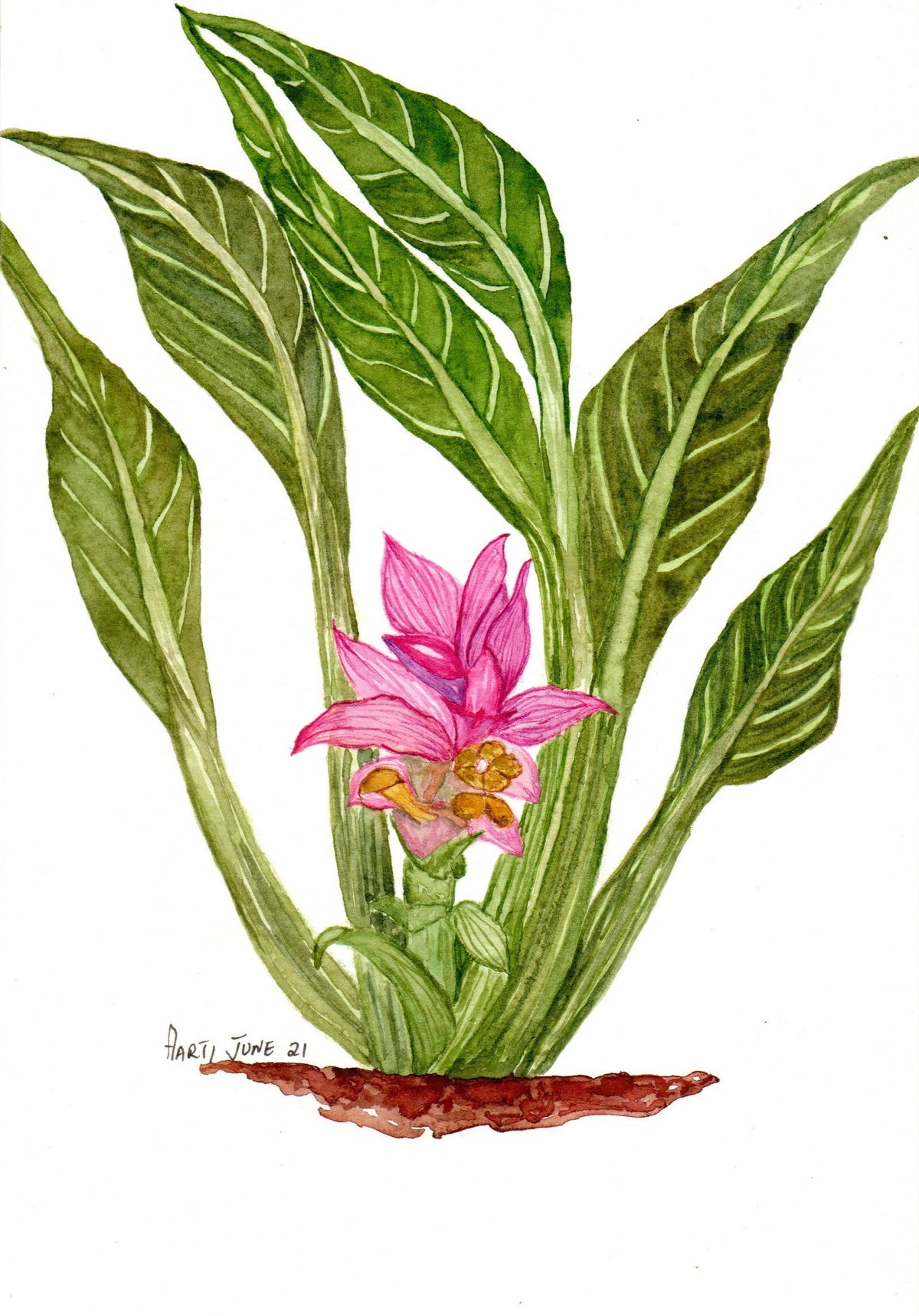 Botanical Watercolor Paintings in India - ArtTeas® 